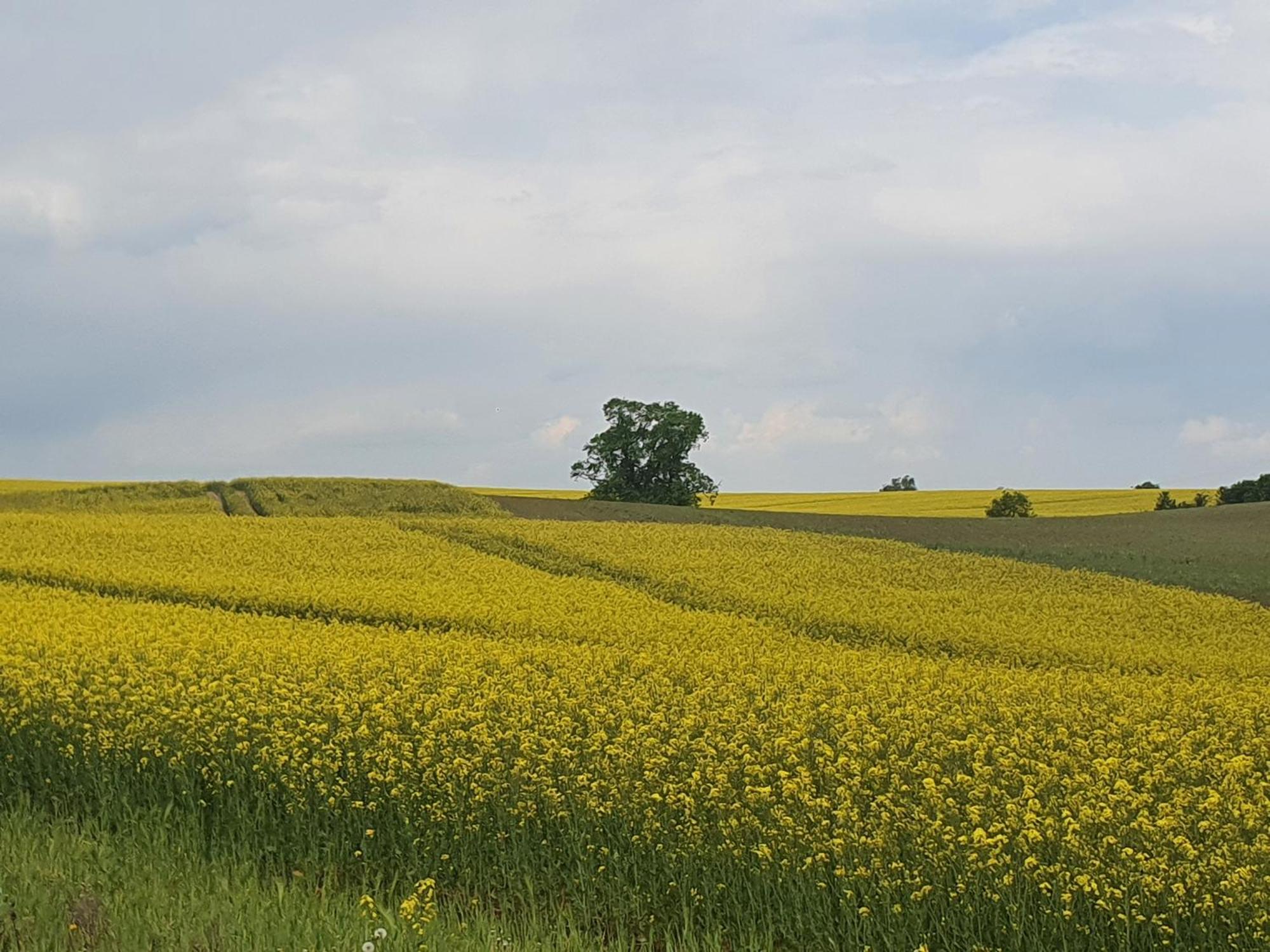 Auszeit Am Rosengarten, Zentrumsnah Güstrow Екстериор снимка